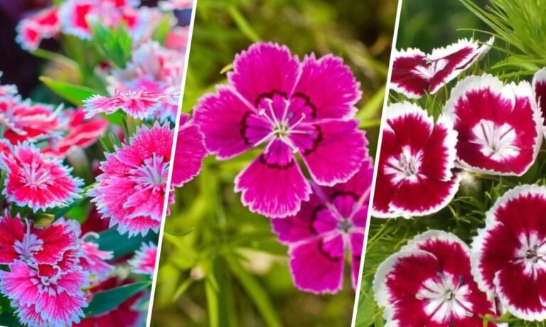 dianthus flower meaning