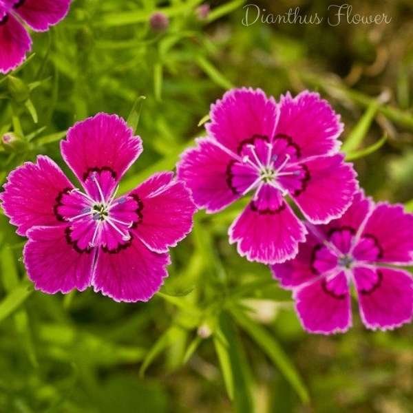 dianthus flower meaning