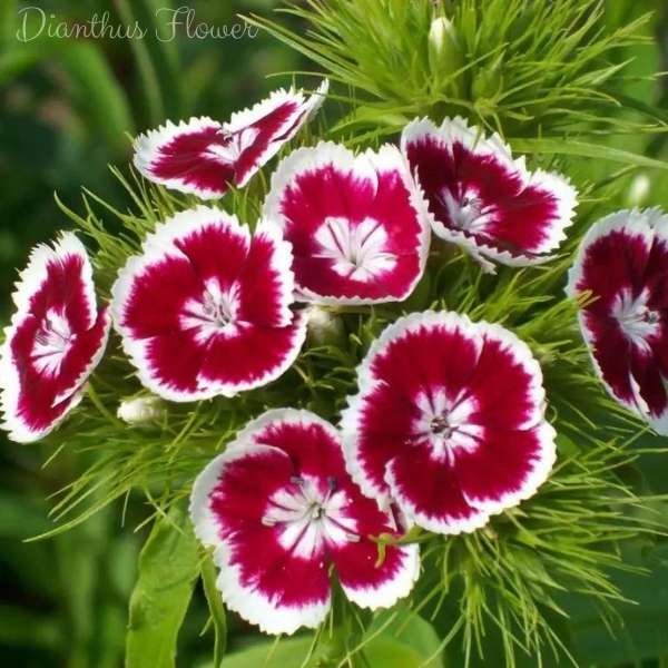 dianthus flower meaning