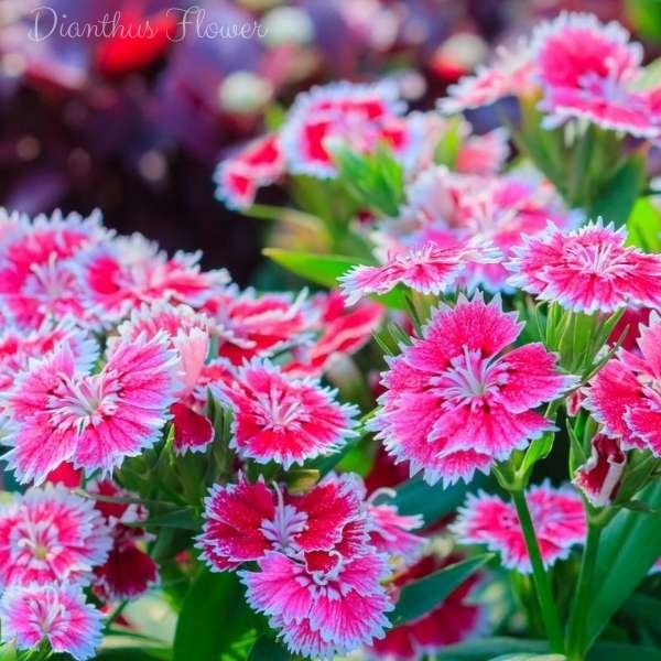 dianthus flower meaning