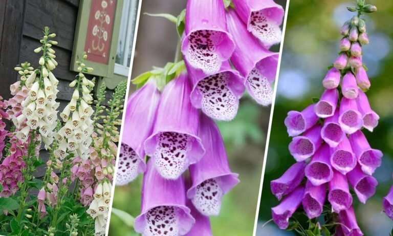 foxglove flower meaning