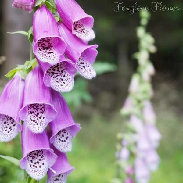 foxglove flower meaning
