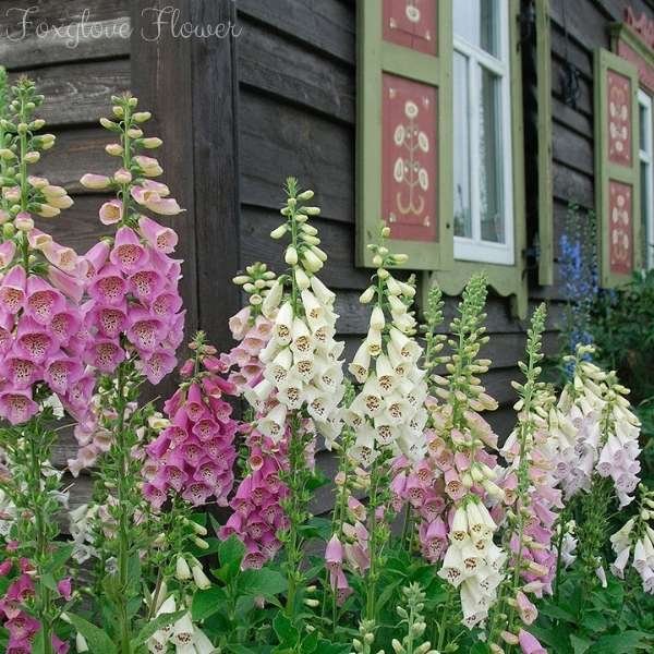 foxglove flower meaning