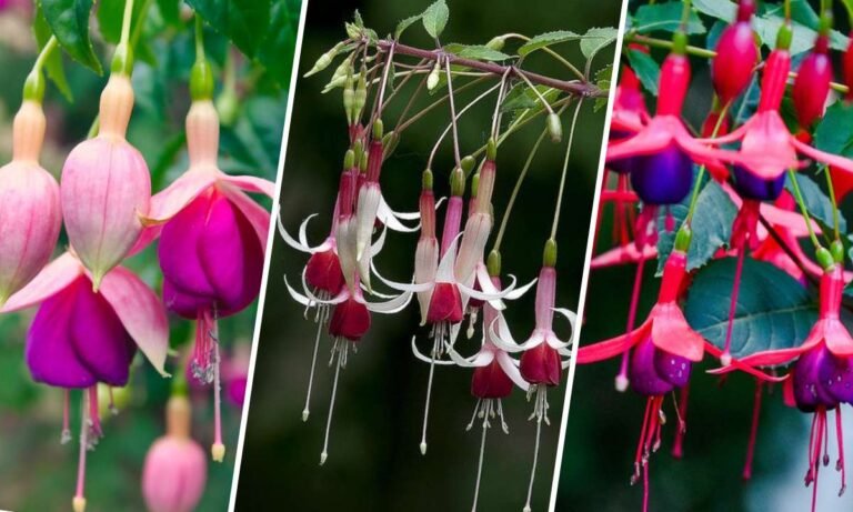 fuchsia flower meaning