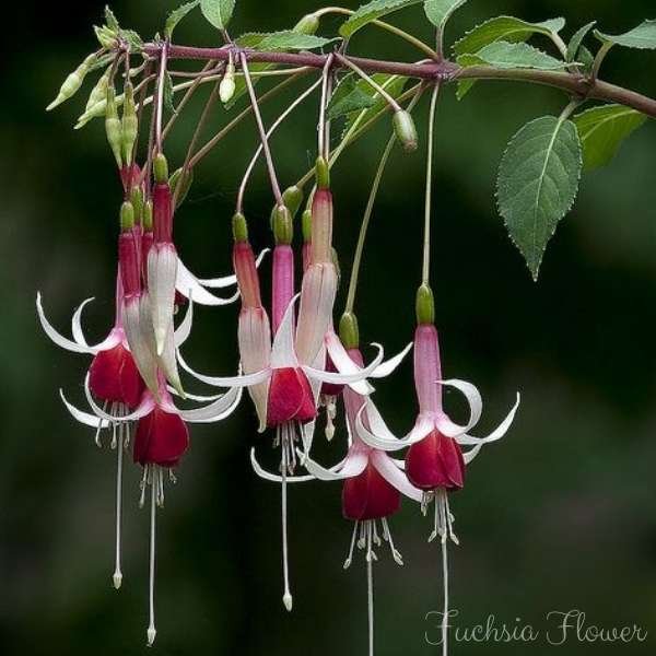 fuchsia flower meaning