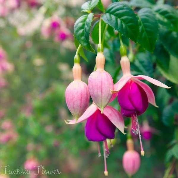 fuchsia flower meaning