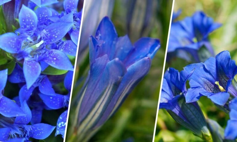 gentian flower meaning