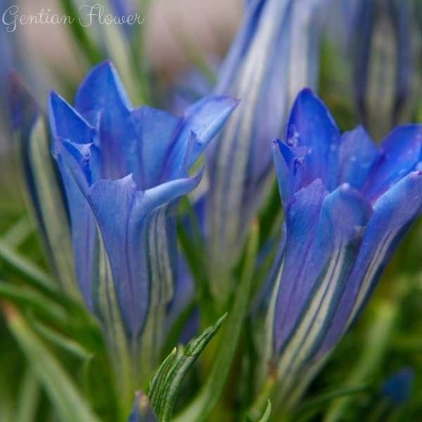 gentian flower meaning