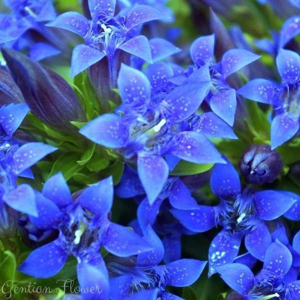 gentian flower meaning