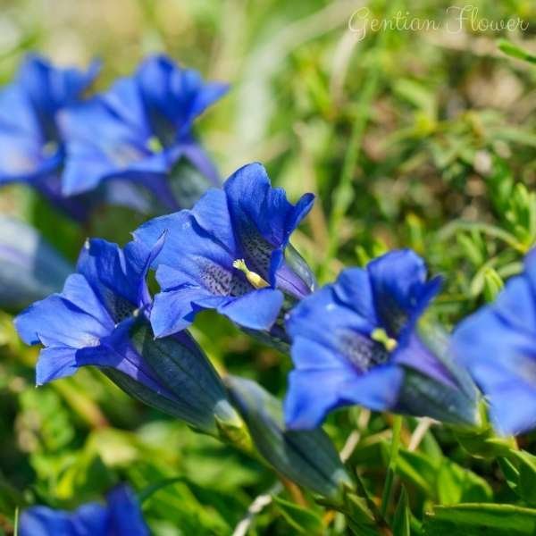 gentian flower meaning