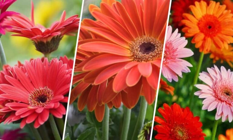 gerbera flower meaning