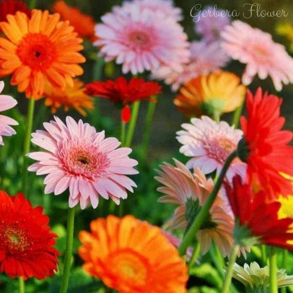 gerbera flower meaning