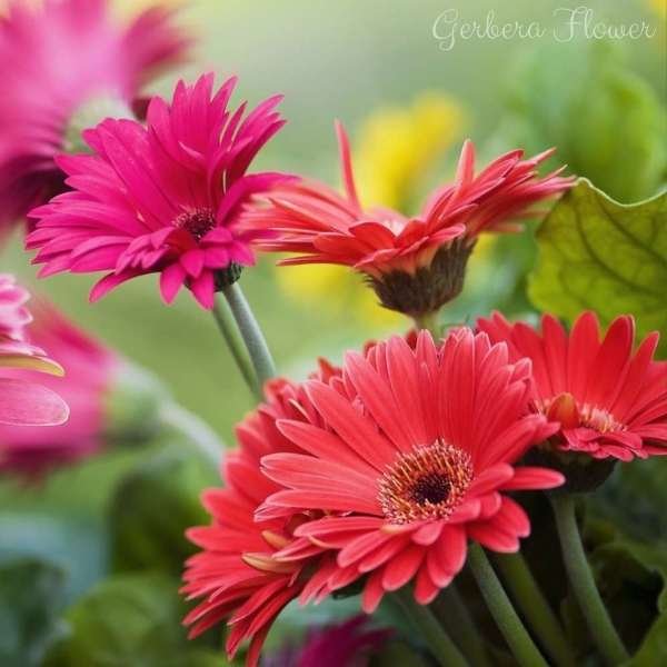 gerbera flower meaning