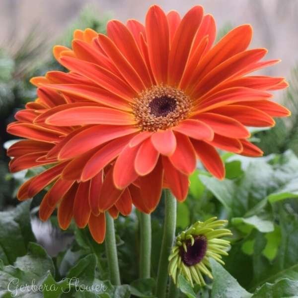 gerbera flower meaning