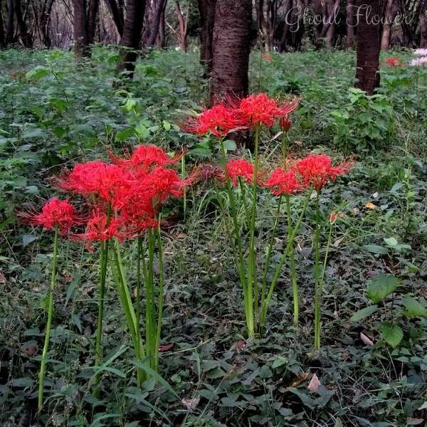 ghoul flower meaning