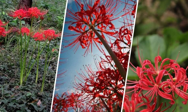 ghoul flower meaning