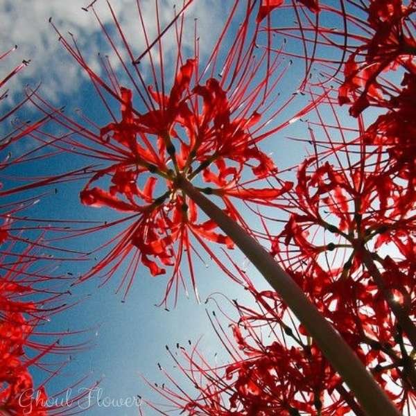 ghoul flower meaning