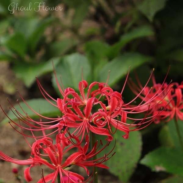 ghoul flower meaning