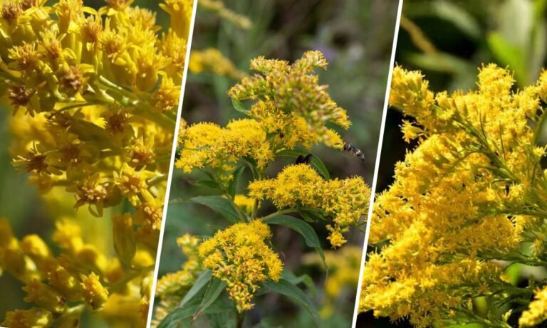goldenrod flower meaning