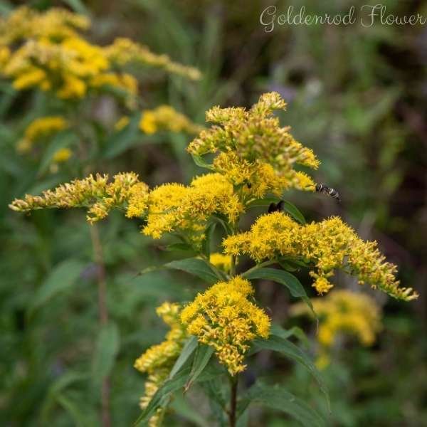 goldenrod flower meaning
