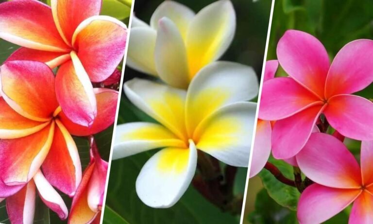 hawaiian flower meaning