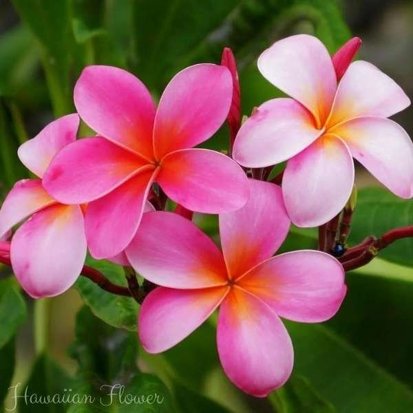 hawaiian flower meaning
