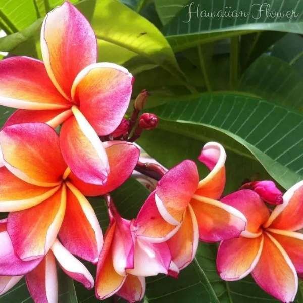 hawaiian flower meaning