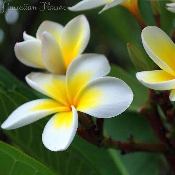hawaiian flower meaning