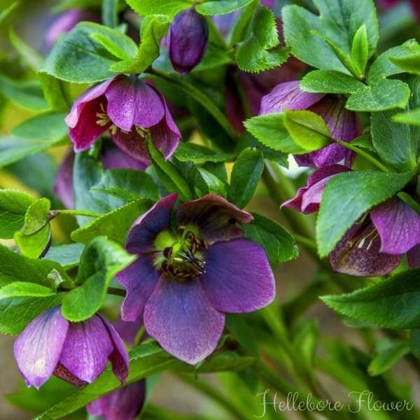 hellebore flower meaning