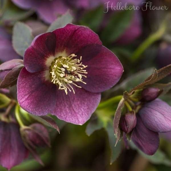 hellebore flower meaning