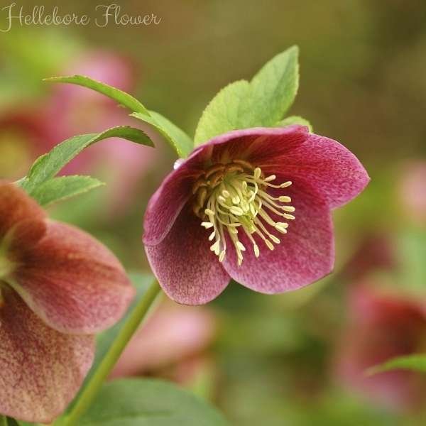 hellebore flower meaning
