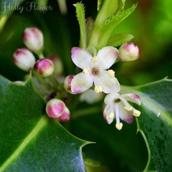 holly flower meaning