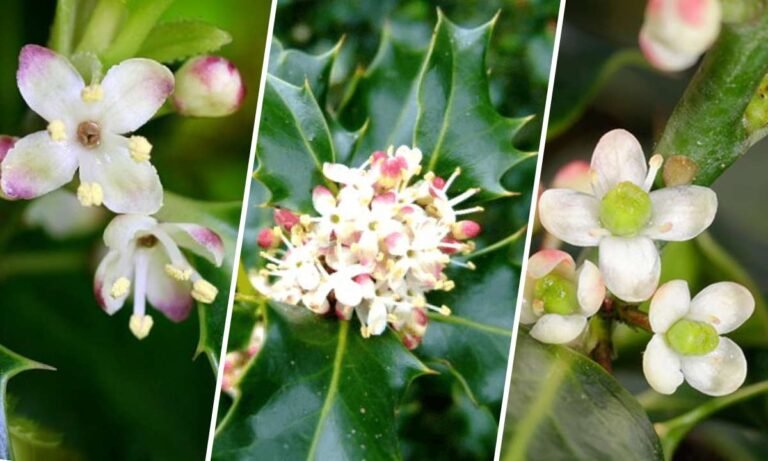 holly flower meaning