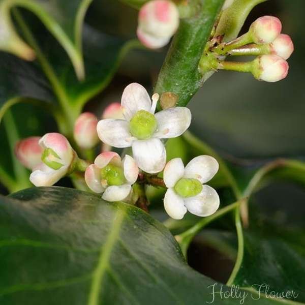 holly flower meaning