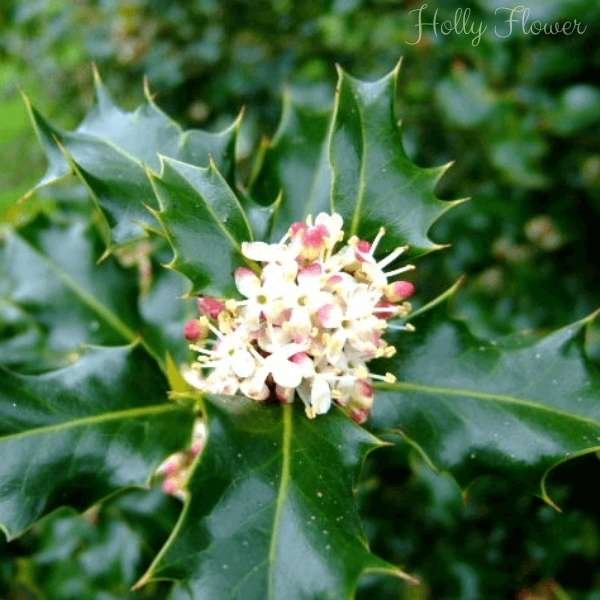 holly flower meaning
