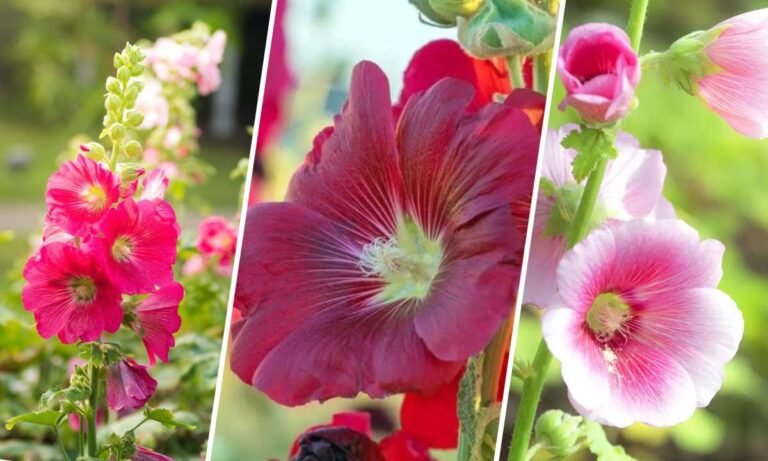 hollyhock flower meaning