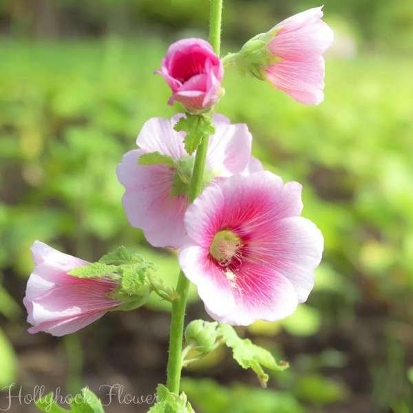 hollyhock flower meaning