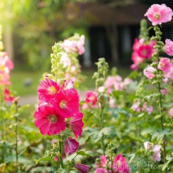 hollyhock flower meaning