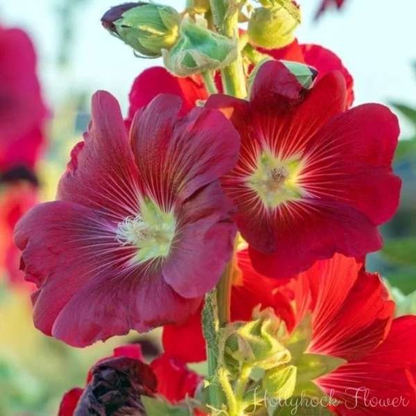 hollyhock flower meaning