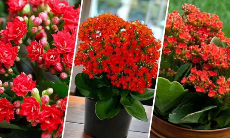 kalanchoe flower meaning