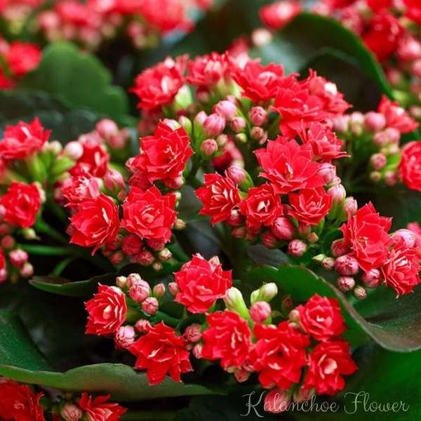 kalanchoe flower meaning