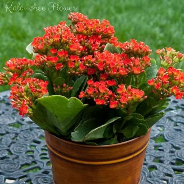 kalanchoe flower meaning
