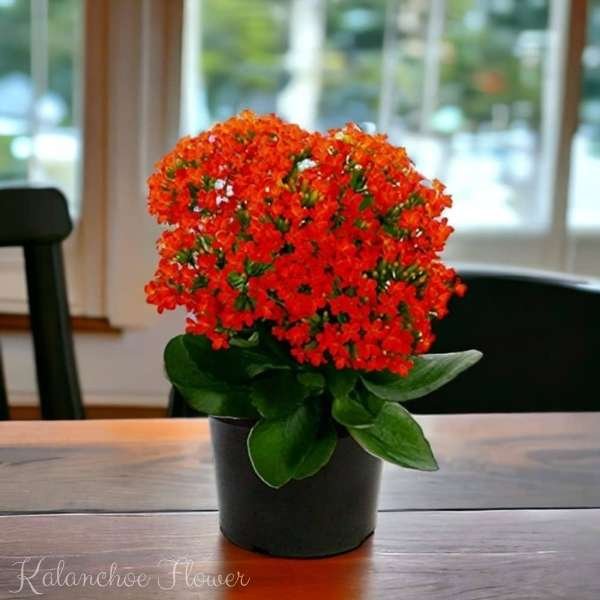 kalanchoe flower meaning