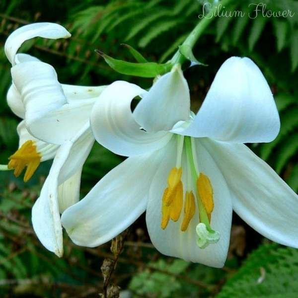 lilium flower meaning