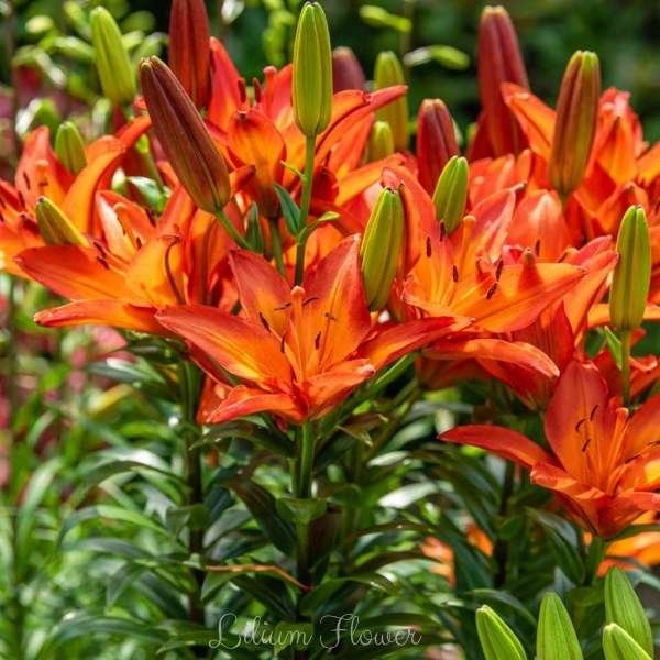 lilium flower meaning