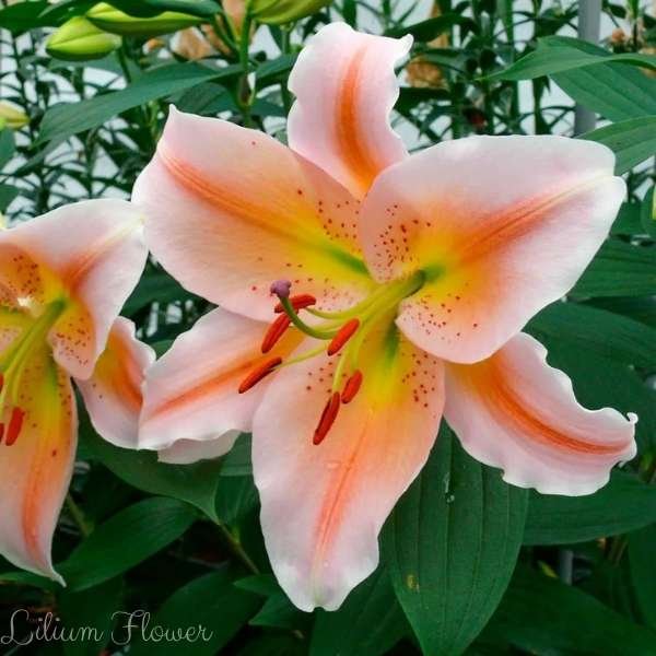 lilium flower meaning