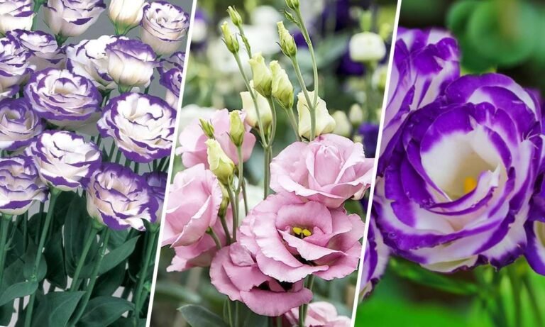 lisianthus flower meaning