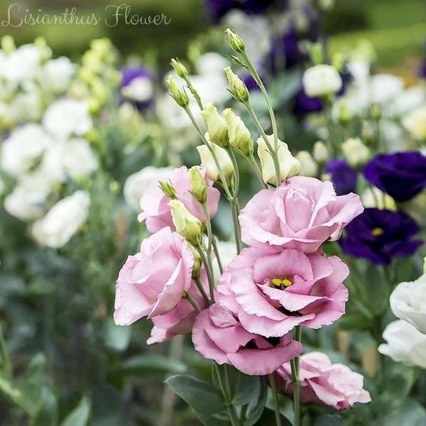 lisianthus flower meaning