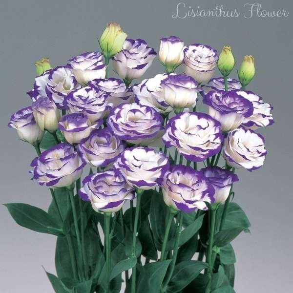 lisianthus flower meaning