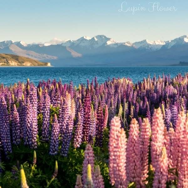 lupin flower meaning
